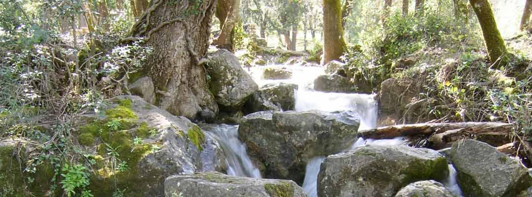 Cazorla