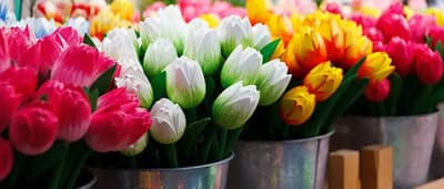 Ámsterdam: ciudad de tulipanes – Viaje fin de curso escolar