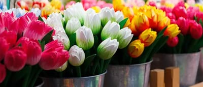 Ámsterdam: ciudad de tulipanes – Viaje fin de curso escolar