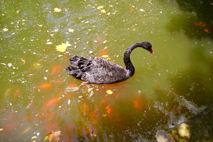 Cisne negro y carpas en uno de los estanques de los jardines del Carmen de los Mártires