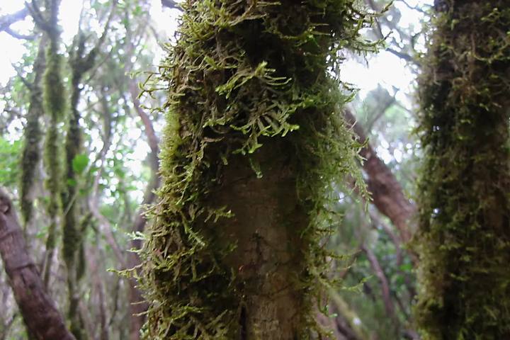Troncos de árboles cubiertos de musgo en el bosque de laurisilva de Anaga