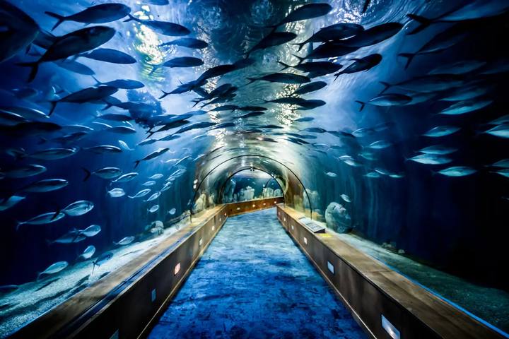 Túnel submarino del Oceanogràfic de Valencia con bancos de peces nadando sobre la pasarela vacía