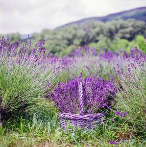 Viaje a Francia Ruta de la Lavanda