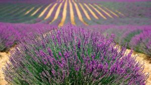 Ruta de la Lavanda Viaje Fin de estudiantes a Francia